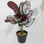 Sobna rastlina Kalatea 6404, 45 cm