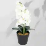 Milagro sobna rastlina orhideja 6400, 38 cm